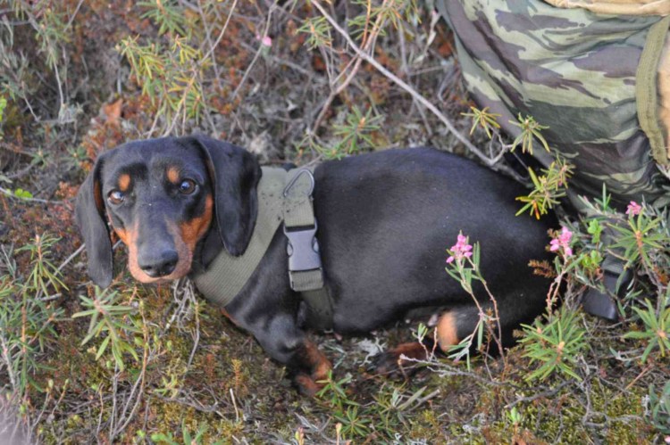 Такса охотница