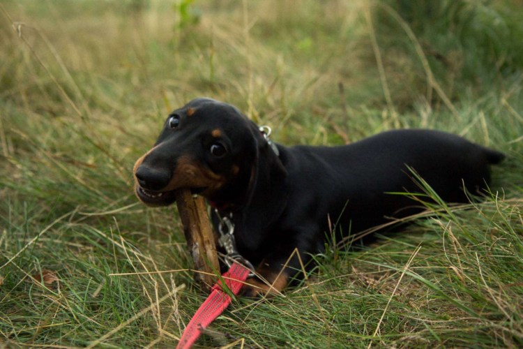 Шапка 'собака'