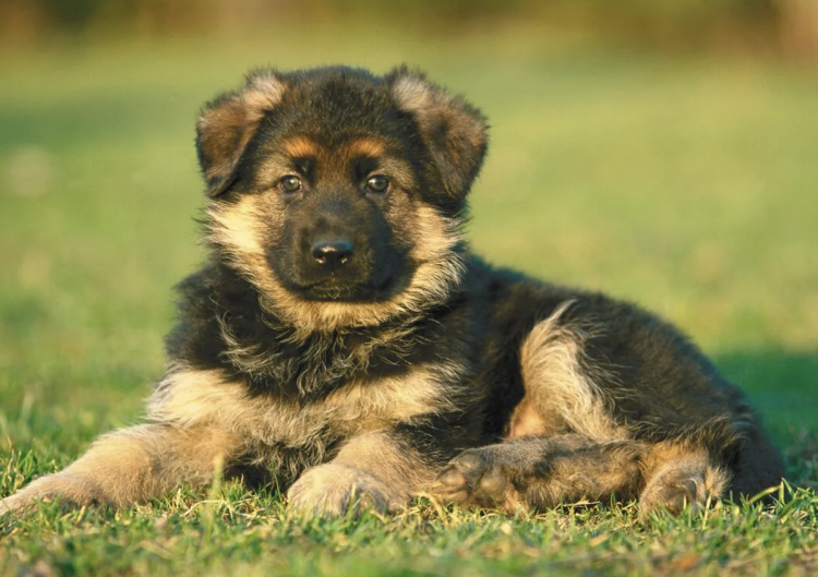 Собака немецкая овчарка