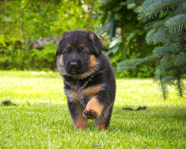 Кутята немецкой овчарки