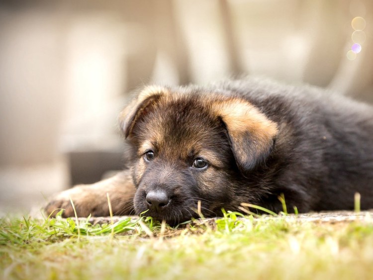 Собака немецкая овчарка щенок