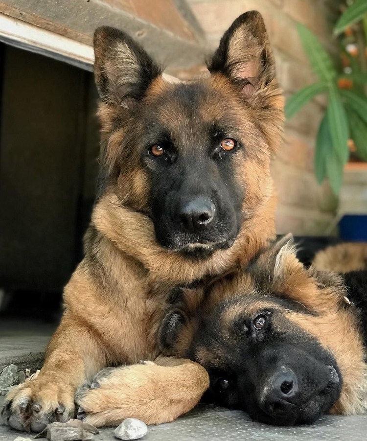 Кутята немецкой овчарки