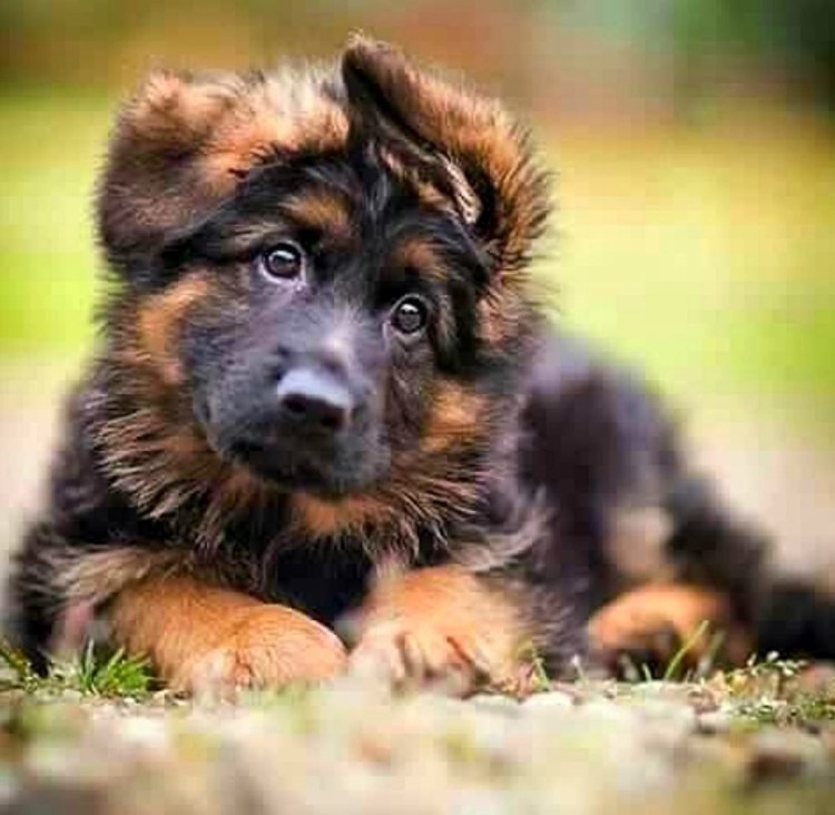 German Shepherd немецкая овчарка щенок