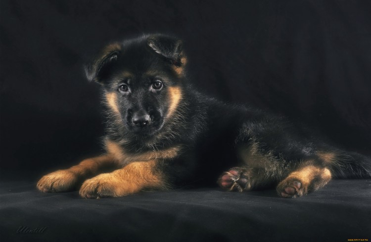 Овчарка немецкаяшенок