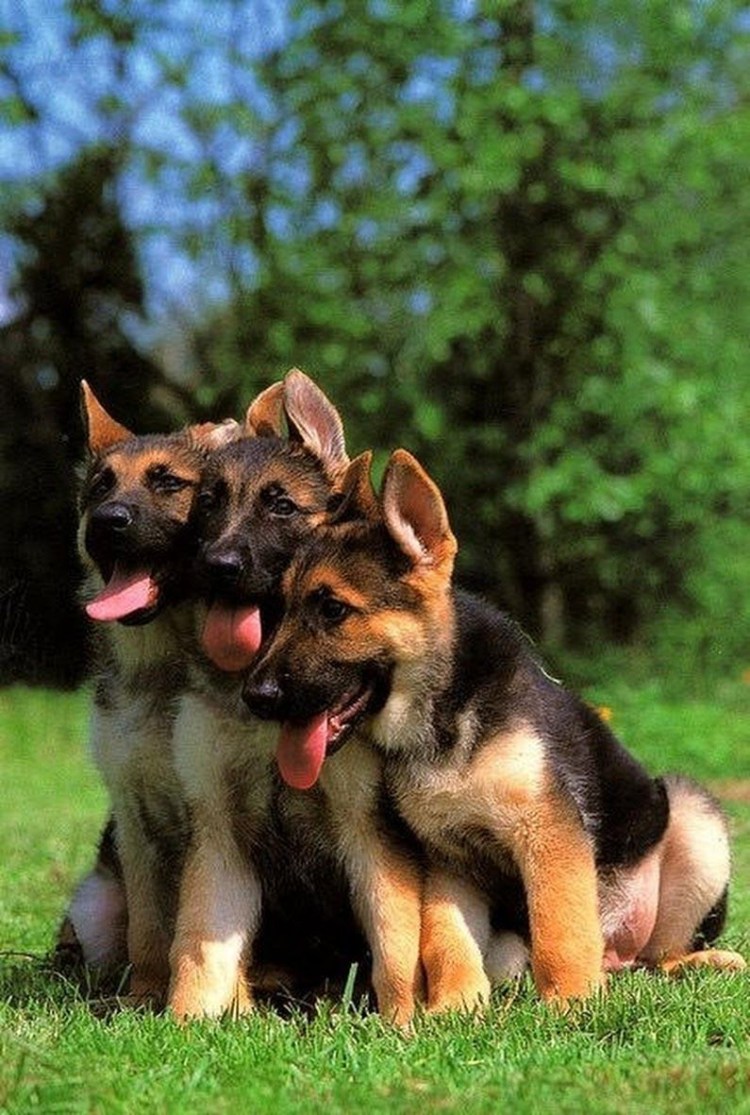 Собака немецкая овчарка