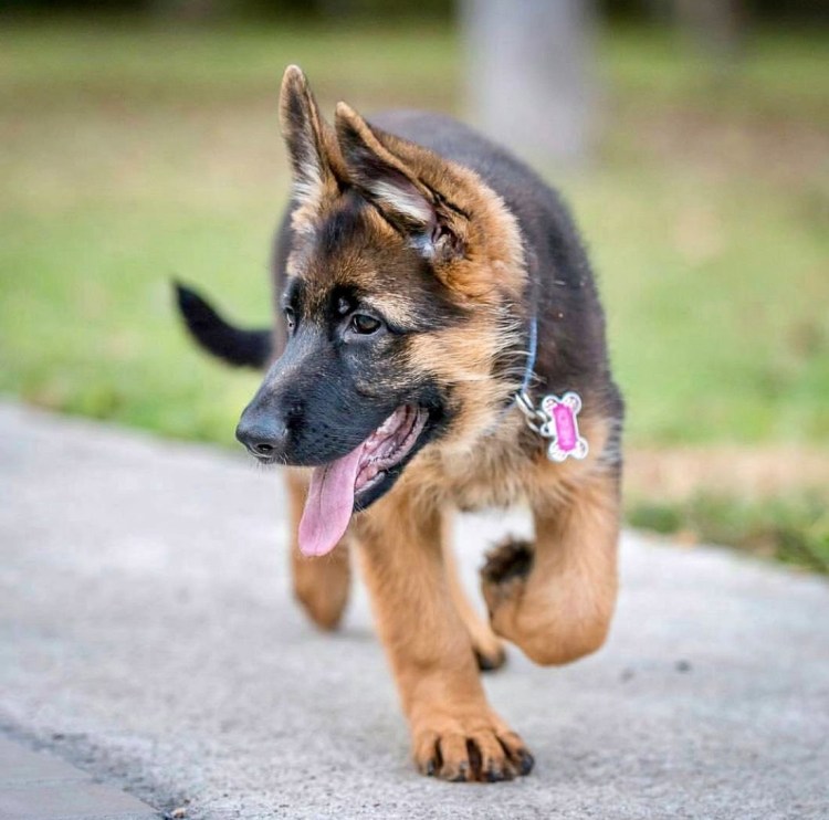 Собаки немецкие овчарки маленькие