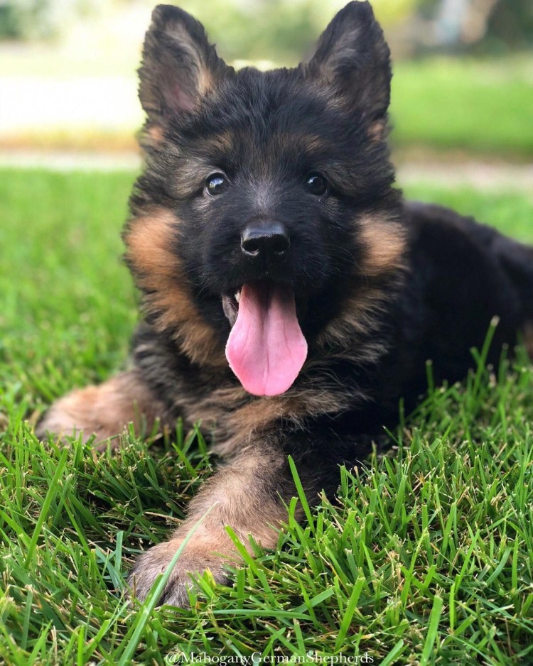 Щенки германской овчарки