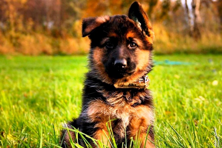 Чистокровная немецкая овчарка щенок