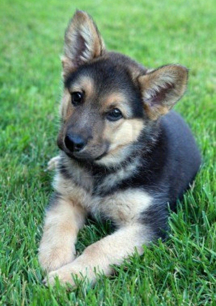 Сабаканемецкая овчарка щенок