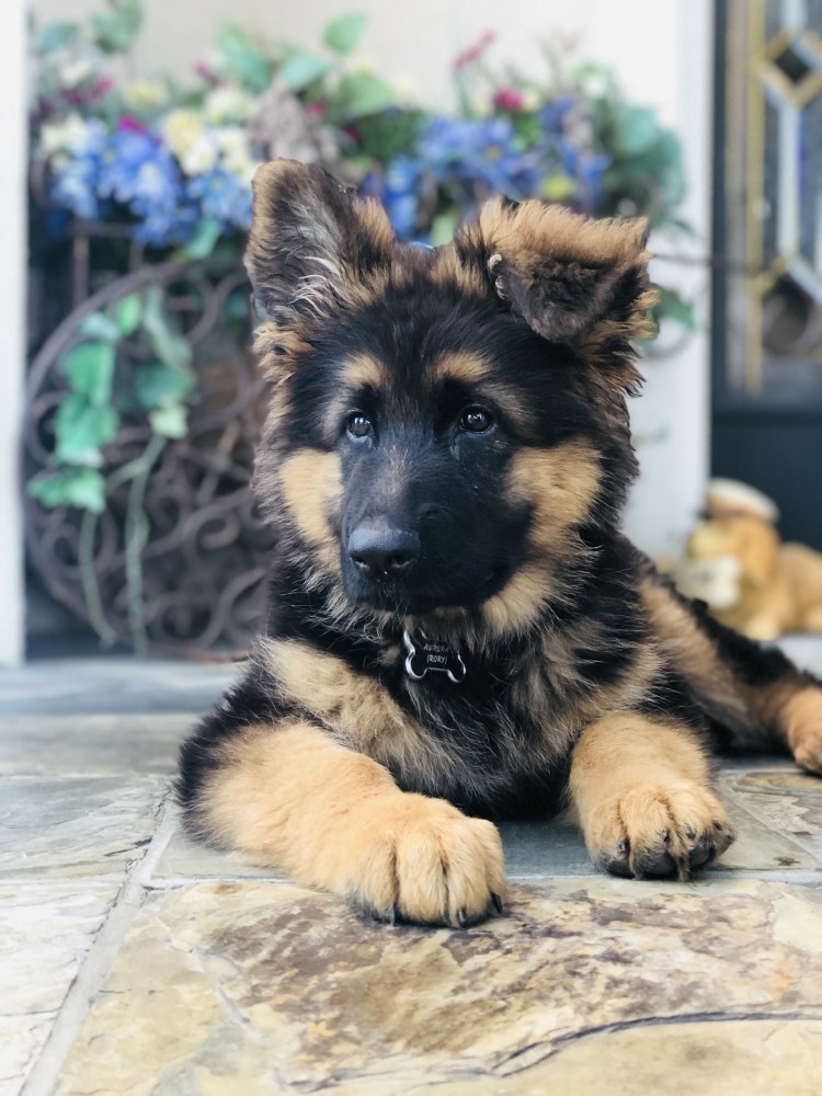Собака немецкая овчарка щенок