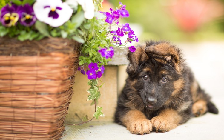 Длинношерстная овчарка