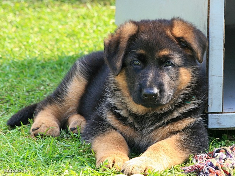 Щенки германской овчарки
