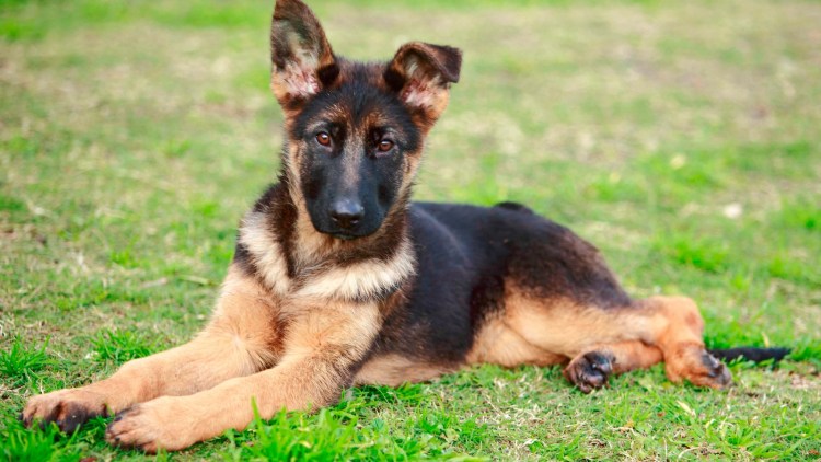 Овчарка Мухтар