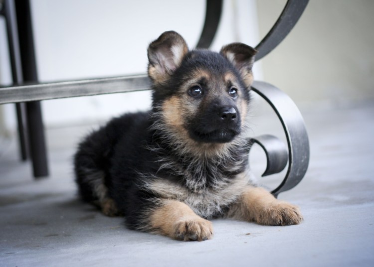 German Shepherd щенок