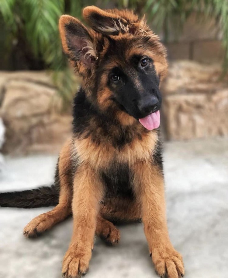 Кутята немецкой овчарки