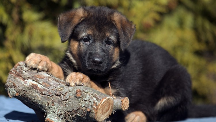 Кутята немецкой овчарки