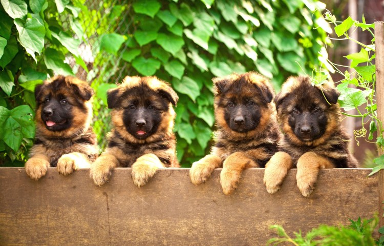 German Shepherd немецкая овчарка щенок
