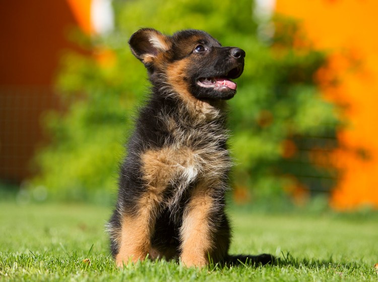 Щеночек немецкой овчарки