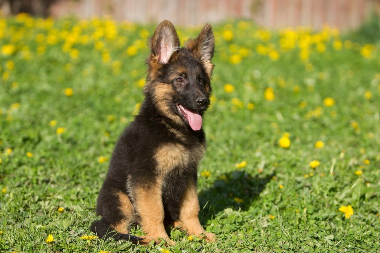 Собака немецкая овчарка щенок
