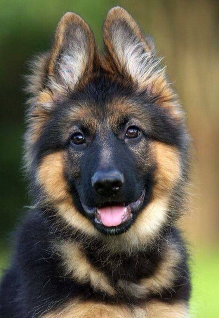 Собака немецкая овчарка