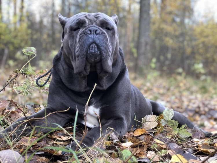 Итальянская сторожевая Кане Корсо