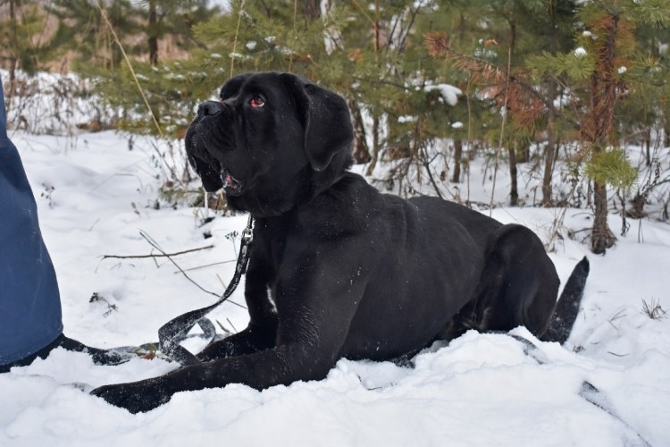 Кане Корсо 1080