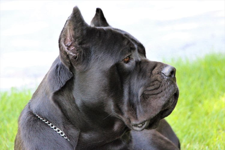 Бойцовские породы собак Кане Корсо