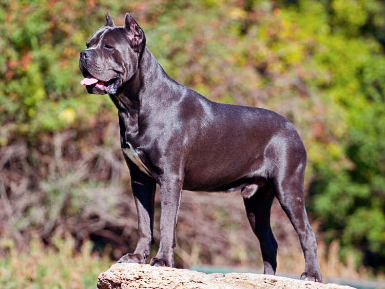 Корсо Комо собака