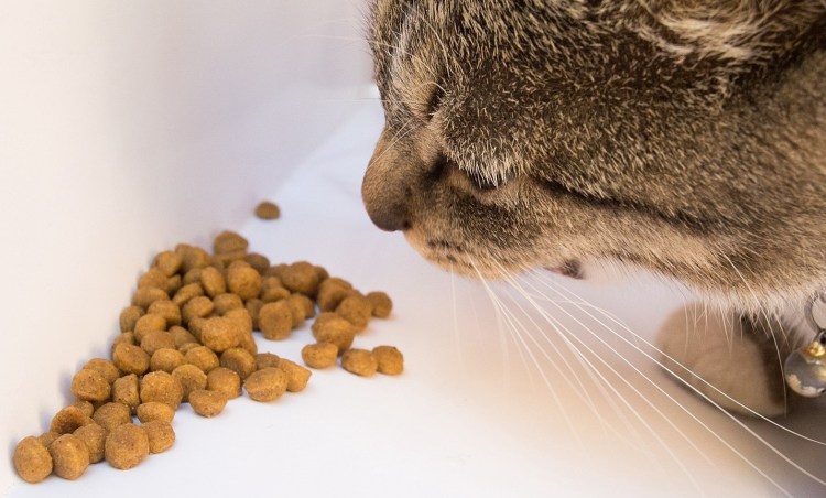 Кот ест сухой корм