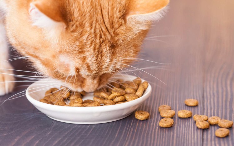 Кошачья еда фирмы