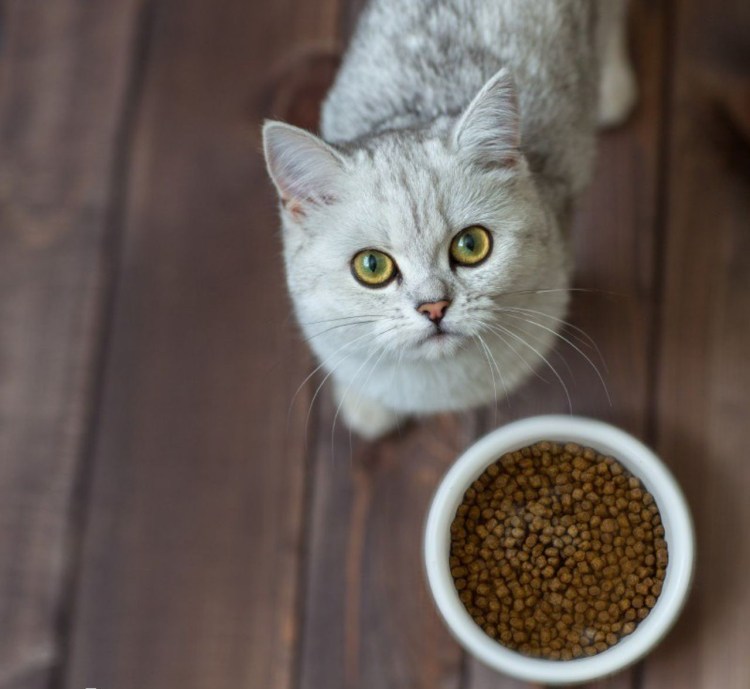 Корм для кошек