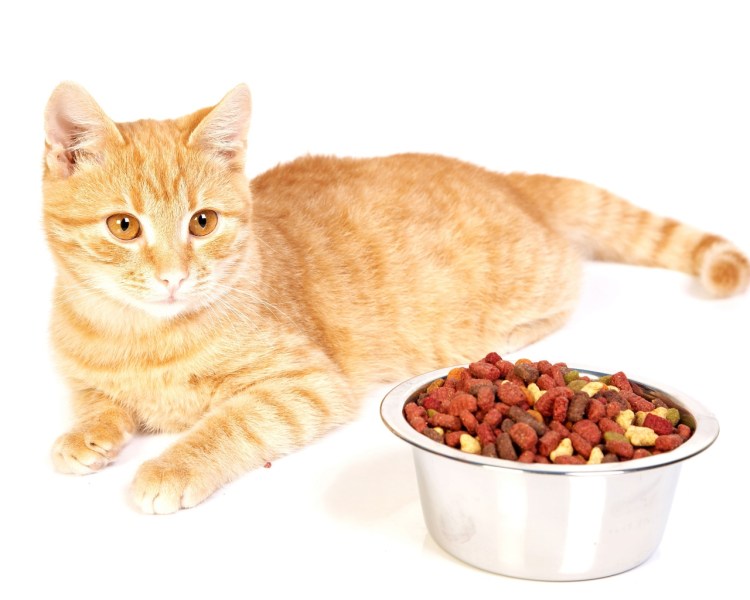 Корм для кошек