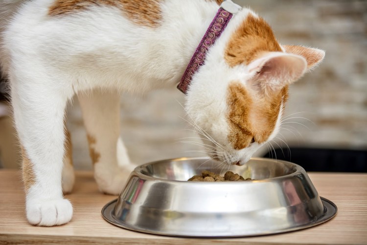 Черный кот кушает