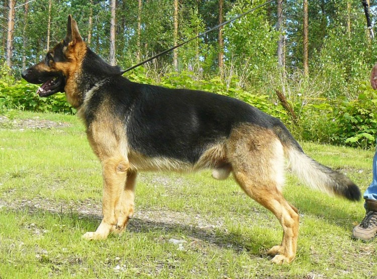 Немецкая овчарка короткошерстная
