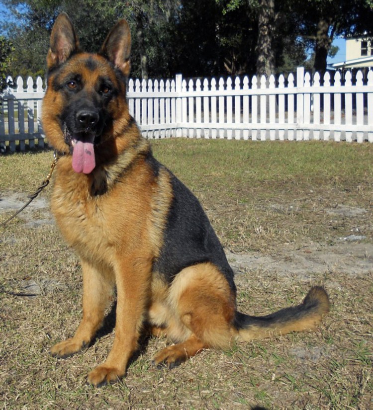 Кайзер овчарка