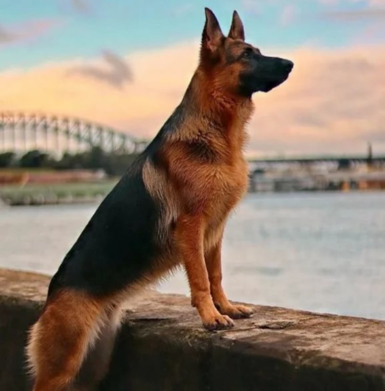 Щенки немецкой овчарки короткошерстные