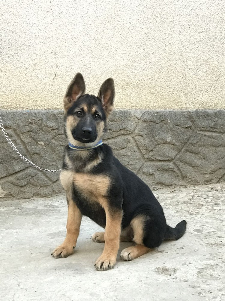 Немецкая овчарка серная