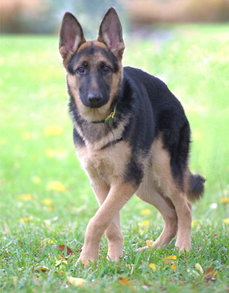 Немецкая овчарка Шеферд