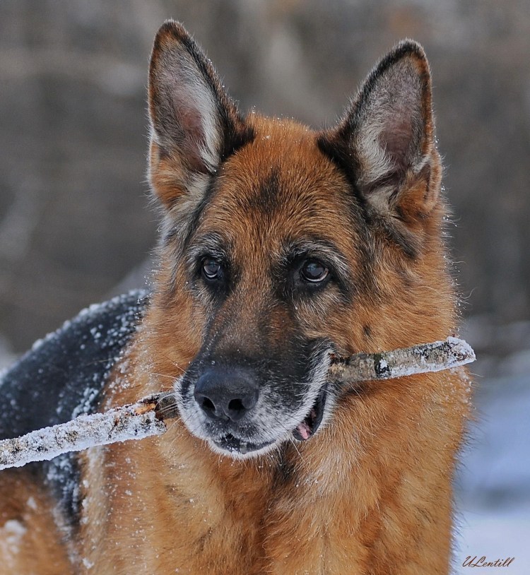 Немецкая овчарка чистокровная девочка