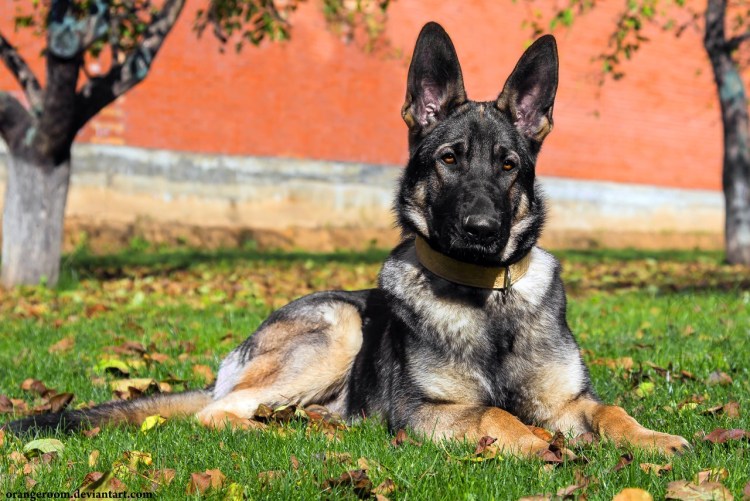 Немецкая овчарка гладкошерстная