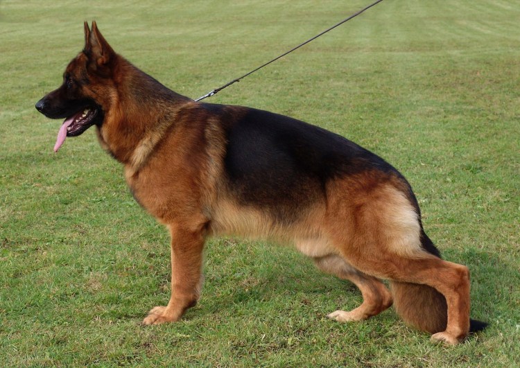 Собака немецкая овчарка щенок девочка