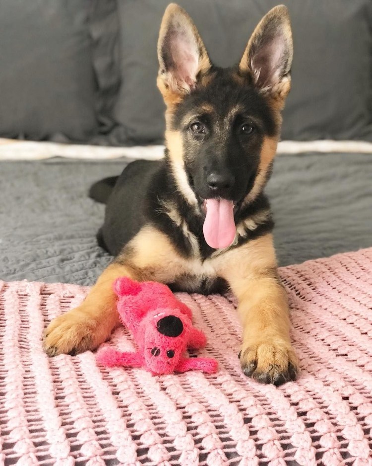 Джерман Шеферд