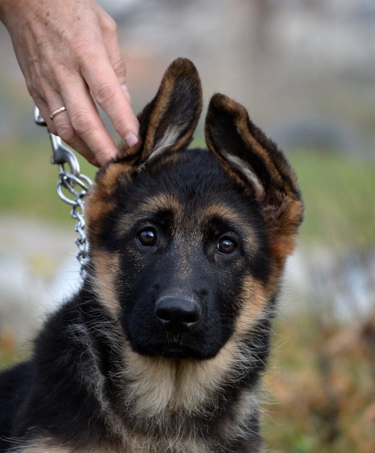 Немецкая овчарка короткошерстная или длинношерстная