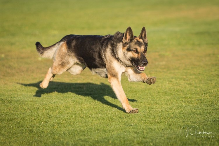 Чепрачная немецкая овчарка