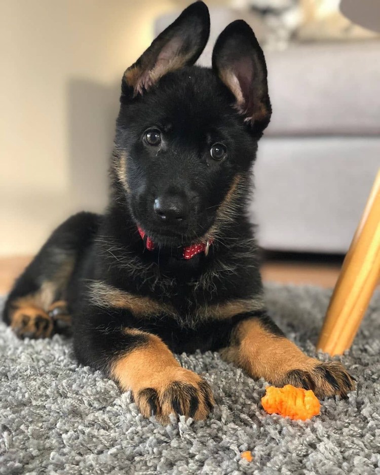 Собака немецкая овчарка короткошерстная