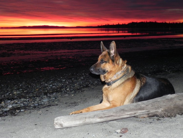 Кубинская овчарка