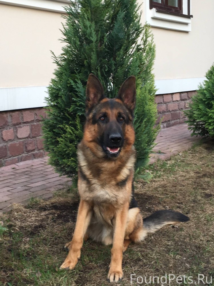 Немецкая овчарка 4 месяца гладкошерстная