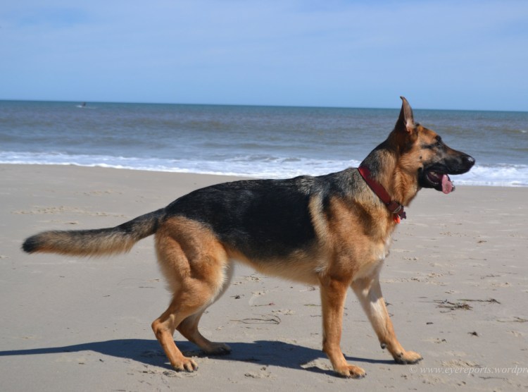 Дрессированная немецкая овчарка