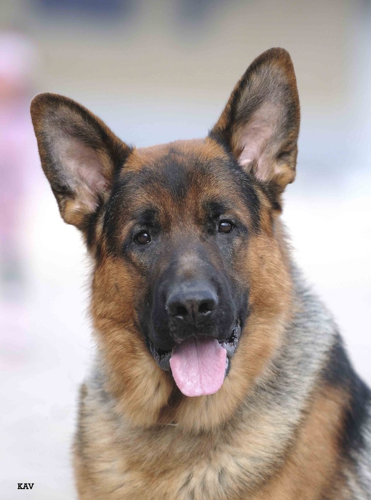 Немецкая овчарка короткошерстная