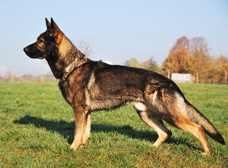 Чепрачная немецкая овчарка